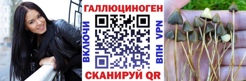 Галлюциногенные грибы Psilocybine cubensis  где купить наркотик  Волгоград 